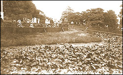The Gardens Lily Pond, Gladstone Park, Dollis Hill c1910