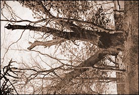 Turpins Oak, Finchley 1908